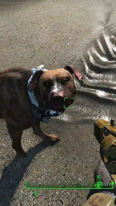 buy a dog fallout 4|More.